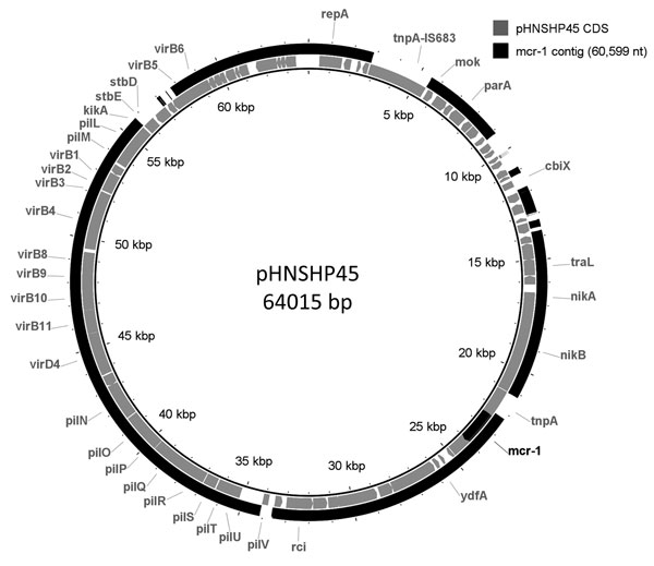 The mcr-1–containing contig from Escherichia coli isolated from a traveler returning to Canada from China compared to pHNSHP45 plasmid. BRIG (6) was used to generate a visual representation of the 60,599-nt contig assembled from the sequencing of mcr-1 positive isolate to pHNSHP45 (2). Coding regions are represented in the inner ring; the mcr-1–containing contig is represented in the outer ring. The mcr-1 gene is indicated in a black segment in the inner ring.