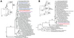Thumbnail of Phylogenetic analysis of Eurasian avian-like influenza A/Hunan/42443/2015 virus (HuN EA-H1N1). A) Analysis of the hemagglutinin gene of representative clades of Eurasian avian-like H1N1 viruses. B) Analysis of the Polymerase basic 2 gene of influenza A(H1N1)pdm09 virus. Insets show evolutionary analyses for all lineages of subtype H1N1 viruses. The reliability of the trees was assessed via bootstrap analysis with 1,000 replications; only bootstrap values &gt;60% are shown. The horiz