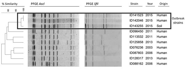 Patterns of pulsed-field gel electrophoresis (PFGE) using AscI and SfiI enzymes for specimens from 2 occupational cases of Legionella longbeachae infection, a positive soil sample, and various other L. longbeachae strains analyzed during 2003–2015 at the Laboratoire de Santé Publique du Québec, Quebec, Canada.