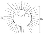 Thumbnail of Phylogenetic analysis of nonsegmented protein 5 partial sequences of ZIKV isolated from a traveler returning from Colombia to Mexico (MEX/InDRE/14/2015; black dot), October 2015, showing close relationship Zika virus strains reported from Brazil and Suriname in 2015. We determined the evolutionary relationship implementing the maximum likelihood statistical algorithm and the Tamura-Nei substitution model using MEGA6 (http://www.megasoftware.net). The tree was created by using FigTre