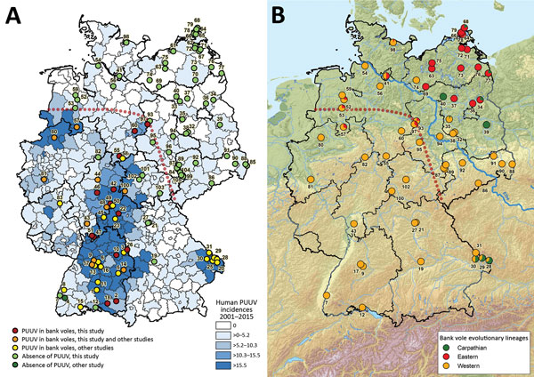 Geographic distribution of Puumala virus (PUUV)–positive and PUUV-negative bank voles in Germany (A) and assignment of bank voles to the evolutionary lineages Western, Eastern, and Carpathian (B). The coloration of the map in panel A was generated on the basis of the human PUUV incidence per district (2). PUUV detection in previous studies was extracted from (3–7). The identification of the bank vole evolutionary lineages shown in panel B was determined by using partial cytochrome b gene sequenc