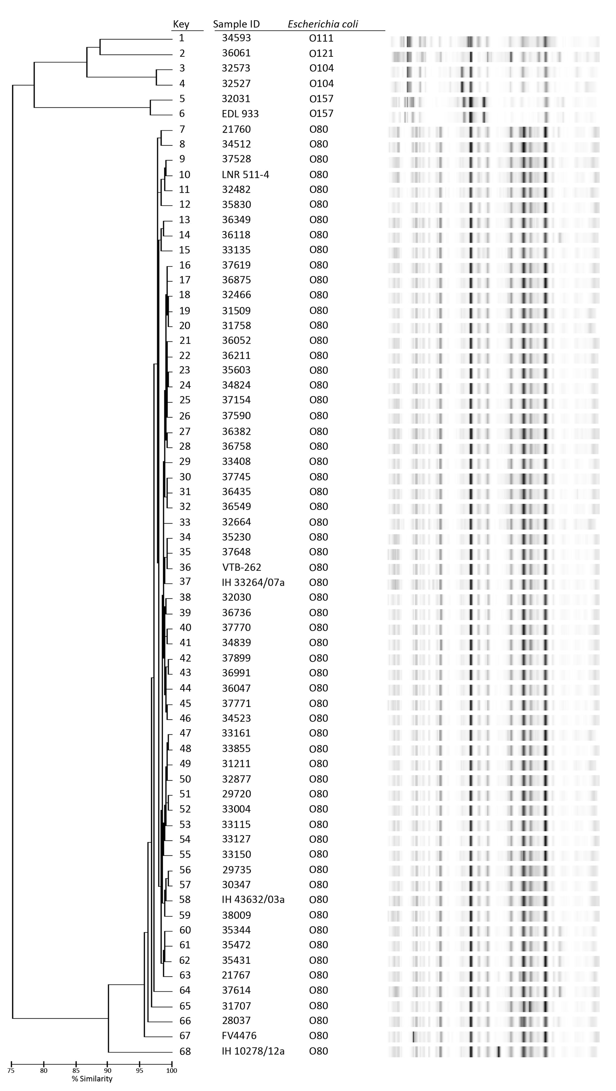 Dendrogram obtained after DiversiLab genotyping analysis (based on PCR amplification of repeat sequences of DNA) of 56 enterohemorrhagic Escherichia coli (EHEC) O80 strains from humans in France compared with other isolates detected in France, Germany, and Spain, January 2005–October 2014. Other isolates include 1 animal-origin strain from France (LNR511-4, bovine, 2012); 5 animal- and human-origin isolates from Spain (FV4476, porcine; VTB-262, bovine; IH43632/03a, IH33264/07a, and IH 102878/12a