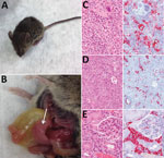 Thumbnail of Pathologic changes associated with infection of interferon-α/β/γ receptor–deficient (Ag129) mice with Heartland virus (HRTV). A) Mouse showing typical clinical signs of HRTV infection (ruffled fur, hunched posture, and squinting eyes). B) Dissected mouse showing an enlarged pale spleen (arrow). C–E) Hematoxylin and eosin staining (left panels) and immunohistochemical staining (right panels) for HRTV nucleocapsid protein of spleen (C), liver (D), and kidney (E) of Ag129 mice at 5–7 d