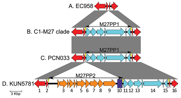 Genetic environments of the C1-M27 clade–specific region of Escherichia coli. All isolates other than the C1-M27 clade isolates had the type A structure in their chromosome (red arrows; gene locus tags shown in the bottom are annotated according to EC958). The C1-M27 clade isolates except 2 isolates (KUN5781 and Ec 24) had the type B structure. A 11,894-bp region (M27PP1; predicted genes shown in light blue arrows) is inserted into the type A structure creating the 7-bp direct repeat (CCGTTCT; y
