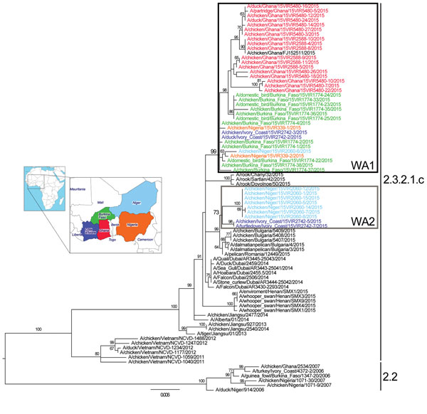 Maximum-likelihood phylogenetic tree of the hemagglutinin gene segment of highly pathogenic avian influenza (H5N1) viruses from West Africa. Strain colors indicate country of collection (inset). The 2 identified groups (WA1 and WA2) are indicated by boxes (black and gray, respectively). Clades are indicated at right; sequences from the 2006–2008 epidemic (clade 2.2) in West Africa were used as an outgroup. Numbers at the nodes represent bootstrap values &gt;60%, obtained through a nonparametric 