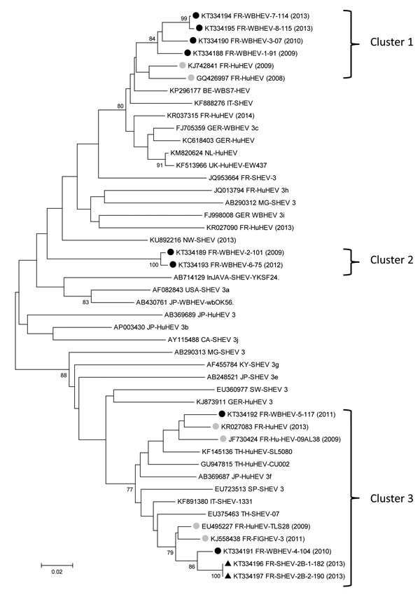 Phylogenetic tree of hepatitis E virus (HEV) sequences identified in samples from wild boars and pigs from Corsica. All 10 HEV sequences (GenBank accession nos. KT334188–KT334197) corresponding to the open reading frame 2 capsid nucleotides 6044–6334 of the reference sequence AF082843, were obtained by Sanger dideoxy sequencing, from wild boars (WB, black circles) or pigs (S, triangles). Sequences were aligned with Muscle (MEGA6, http://www.megasoftware.net) with the 5 closest sequences (retriev