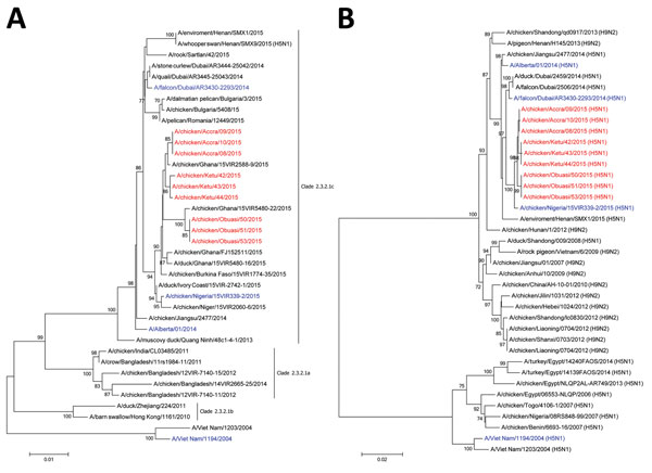 Phylogenetic analysis of highly pathogenic avian influenza A(H5N1) viruses isolated from poultry in Ghana in 2015: A) hemagglutinin; B) polymerase basic protein 2. Viruses sequenced for this study are in red and reference viruses are in blue; other sequences were downloaded from the Global Initiative on Sharing Avian Influenza Data (http://platform.gisaid.org) and GenBank databases. Evolutionary analyses were conducted with MEGA6 (http://www.megasoftware.net/). Bootstrap values &gt;70% of 500 re