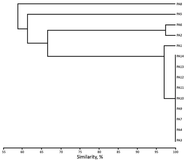 Unweighted pair group method with arithmetic mean cluster analysis of XbaI-generated pulsotypes constructed with Dice coefficients for the 7 clinical isolates and the 7 environmental isolates of IMP-19−producing Pseudomonas aeruginosa linked to contaminated sinks, France. Isolates are indicated on dendrogram branches. The Dice coefficient scale is indicated at the bottom of the dendrogram. PA, patient.