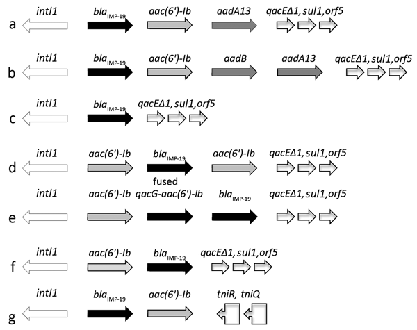 Diversity of integrons harboring blaIMP-19 isolated from patients with nosocomial infections linked to contaminated sinks, France. Arrows indicate direction of transcription. a–f, suI-type class 1 integrons; g, Tn402−like class 1 integron. aac(6′)-Ib, aminoglycoside 6′-N-acetyltransferase; aadA13, aminoglycoside adenyltransferase ANT(3′); aadB, aminoglycoside-2′′-O-nucleotidyltransferase; blaIMP-19, metallo-β-lactamase IMP-19; fused qacG, aminoglycoside 6′-N-acetyltransferase; intl1, class 1 int