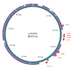 Thumbnail of Genomic plot of multidrug-resistance plasmid p183660 (inner ring, blue) from a man in England infected with Shigella sonnei compared with pKSR100 (outer ring, purple), a multidrug-resistance plasmid from a case of S. flexneri 3a infection occurring among men who have sex in men (4). Drug-resistant elements from p183660 are shown in red. Plot produced by using BLAST Ring Image Generator (5).