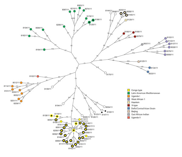 Maximum parsimony tree of Mycobacterium tuberculosis complex isolates from Congo. The tree was calculated on the basis of the concatenated single-nucleotide polymorphism (SNP) list. Branch labels indicate SNP distances; node labels represent the strain identifiers. Clusters based on pairwise comparisons were plotted on the tree: clusters &lt;5 SNPs, nodes filled in black; clusters &lt;12 SNPs, nodes with bold black outlines.