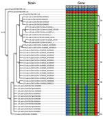 Thumbnail of Cladogram and heat map of vaccine-derived African horse sickness (AHS) virus reassortants identified in AHS outbreaks in Western Cape Province, South Africa, 2004–2014. Cladogram indicates genetic relationships of concatenated AHS virus whole-genome nucleotide sequences from affected horses in the 2004, 2011, and 2014 outbreaks in the AHS controlled area in Western Cape Province. Heat map diagram summarizes the origin of the gene segments for each strain with 1/Lab/ZAF/98/OBP-116 (g