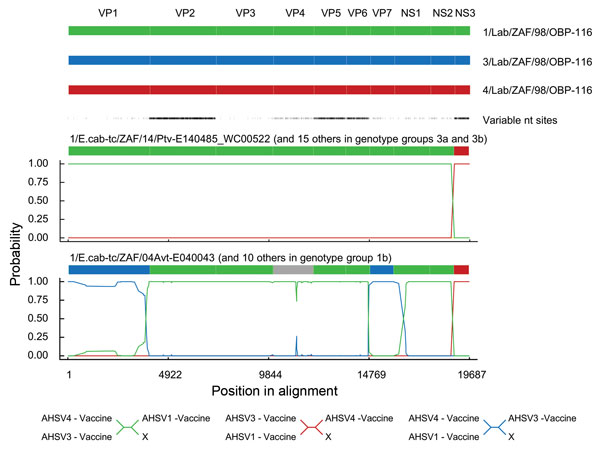 Statistical evidence of reassortment within the genomes of African horse sickness (AHS) virus field isolates identified in outbreaks in the AHS controlled area in Western Cape Province, South Africa, 2004–2014. A hidden Markov model–based approach (BURT-HMM) was used to classify individual nucleotides within each of the 10 segments of individual AHS virus isolates into 3 different categories: 1/Lab/ZAF/98/OBP-116-like (green), 3/Lab/ZAF/98/OBP-116-like (blue), and 4/Lab/ZAF/98/OBP-116-like (red)