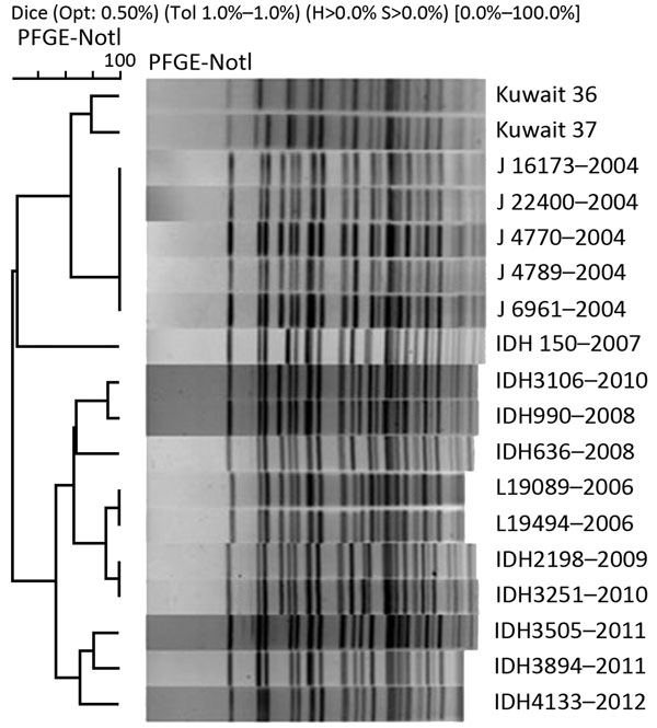 Comparison of PFGE patterns of NotI-digested chromosomes of Vibrio cholerae O1 isolates from Kuwait with those of isolates obtained from various years (indicated by last 4 digits) from Kolkata, India. The digested chromosomes were separated on CHEF MAPPER (Bio-Rad, Hercules, CA, USA) and dendrogram constructed and analyzed by Bionumerics software (Applied Maths, Sint-Martens-Latem, Belgium). PFGE, pulsed-field gel electrophoresis.