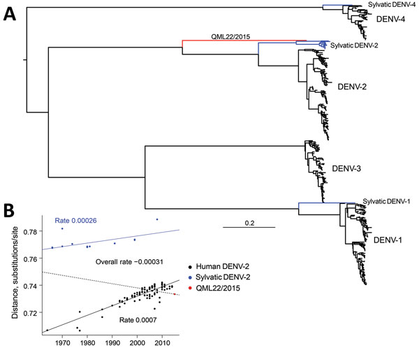 A) Maximum-likelihood phylogenetic tree of 500 complete genome sequences of DENV-1–DENV-4 (alignment length of 10,185 nt), including QML22/2015, estimated by using the generalized time-reversible invariable sites gamma model of nucleotide substitution in PhyML (13) and nearest-neighbor interchange plus subtree pruning, regrafting, and branch swapping. The tree is midpoint rooted for clarity, and sequences are color coded according to their putative transmission cycle (human, black; sylvatic, blu