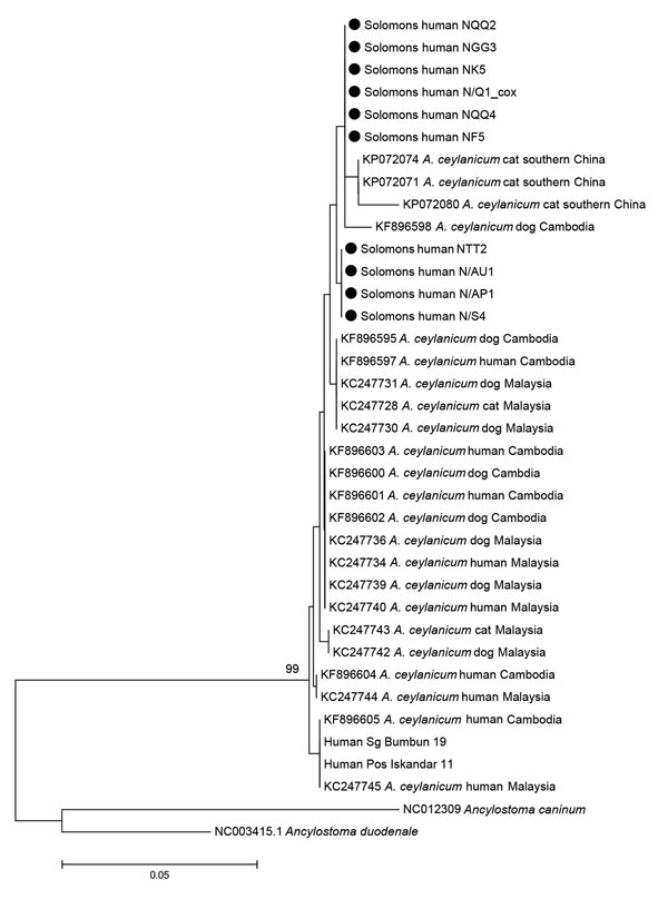 Phylogenetic tree obtained from neighbor-joining analysis of cytochrome oxidase 1 gene amplicons (296 bp) of Ancylostoma ceylanicum hookworms sourced from 10 humans in the eastern Solomon Islands (black circles) compared with reference isolates from Malaysia, China, and Cambodia, sourced from GenBank (accession numbers shown). Scale bar indicates nucleotide substitutions per site.