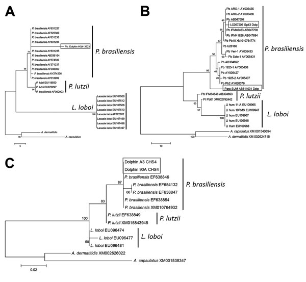 Unrooted maximum-parsimony phylogenetic trees of A) partial internal transcribed spacer (ITS), B) 2 partial glycoprotein 43 (gp43) (12–14), and C) 2 partial chitin synthase 4 (CHS4) (A. Schaefer, P.J. McCarthy, unpub. data) gene sequences of Paracoccidioides brasiliensis. Sequences were obtained pathogen-infected bottlenose dolphins, Indian River Lagoon, Florida, USA, and compared with homologous sequences of cultivated Paracoccidioides brasiliensis (Pb), P. lutzii (Pi), and uncultivated Lacazia