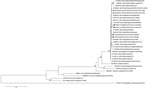 Thumbnail of Phylogenetic tree based on the complete small RNA nucleotide coding sequences of Seoul virus (SEOV) strains isolated from 3 patients and rodents in contact with the patients infected with SEOV, France 2014–2016, and representative strains of SEOV and other hantavirus species. Triangles indicate sequences of strains detected in wild brown rats (this study) associated with a serologically confirmed human infection reported by Bour A et al. (6); squares indicate sequences of strains de