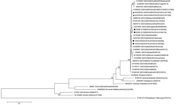 Phylogenetic tree based on the complete small RNA nucleotide coding sequences of Seoul virus (SEOV) strains isolated from 3 patients and rodents in contact with the patients infected with SEOV, France 2014–2016, and representative strains of SEOV and other hantavirus species. Triangles indicate sequences of strains detected in wild brown rats (this study) associated with a serologically confirmed human infection reported by Bour A et al. (6); squares indicate sequences of strains detected in cas