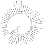 Thumbnail of Phylogenetic analysis of citrate synthase (gltA) gene sequences of 12 Bartonella spp. variants detected in bats from France and Spain (underlined) compared with sequences from GenBank. All 12 of these variants clustered with zoonotic B. mayotimonensis.