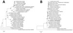 Thumbnail of Phylogenetic analyses based on nucleotide sequences of the outer member protein A (307-bp) (A) and citrate synthase (1,150-bp) (B) genes of Rickettsia. Boldface indicates the newly discovered Rickettsia genotype (Rickettsia sp. XY99). Asterisks after taxon names indicate that the sequence of Rickettsia species was found in China. Neighbor-joining trees were conducted by using the maximum composite likelihood method by means of MEGA version 5.0 (http://www.megasoftware.net). Bootstra