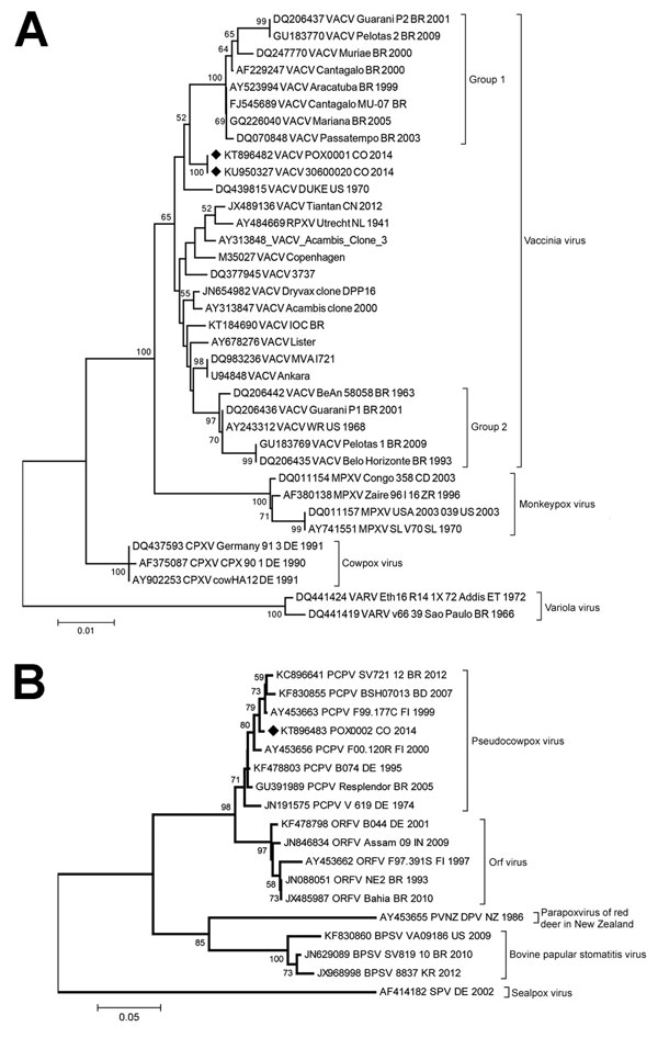 Phylogenetic characterization of orthopoxvirus gene A56R and parapoxvirus gene p37K of viruses obtained from patient lesion samples from an outbreak in Colombia, 2014. Trees were inferred by the neighbor-joining method. A) Nucleotide sequences of the A56R gene (829 bp) of reference orthopoxvirus strains were aligned and used for phylogenetic inference. The evolutionary distances were computed by using the T92+G model (shape: 0.69). Vaccinia virus (VACV) groups 1 and 2 are labeled with brackets. 