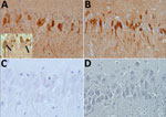 Thumbnail of Immunohistochemical testing of detection of bornavirus X protein (A) and phosphoprotein (B) in hippocampal neurons of a brain of a Prevost’s squirrel (Callosciurus prevostii) collected in Germany in 2015. Viral antigen is shown in nuclei or cytoplasm and processes. Insert shows intranuclear dot (inclusion body) in cells with and without cytoplasmic immunostaining. No staining was observed for bornavirus X protein (C) or phosphoprotein (D) in a bornavirus-negative variegated squirrel