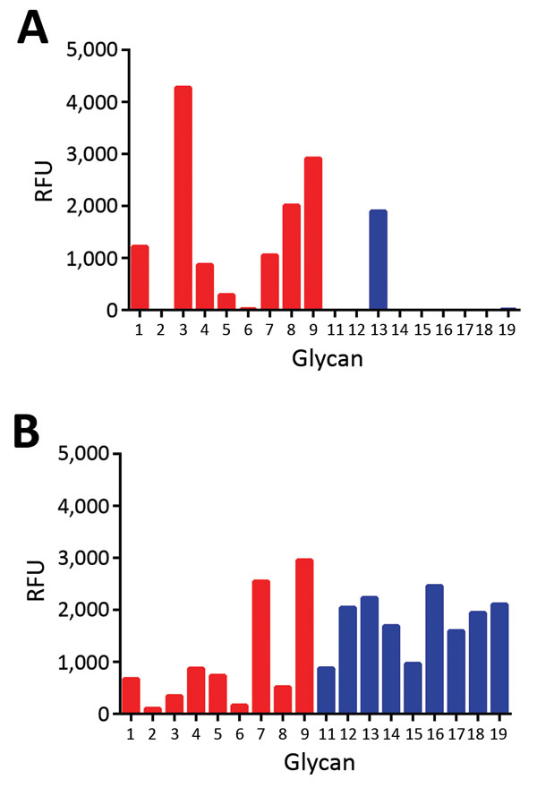 Glycan array analysis of recombinant H5 proteins of influenza A viruses. A) Wild-type H5N12.3.4 (KS) and B) H5N8 (QR) H5 proteins were applied to the glycan array precomplexed with StrepMAB-classic (IBA GmbH, Göttingen, Germany) and fluorescent secondary antibodies. Letters in parentheses indicate amino acids at positions 222 and 227. Binding of hemagglutinins is indicated in relative fluorescence units (RFU). Binding is shown to sialylated glycans present in the array for nonfucosylated (glycan