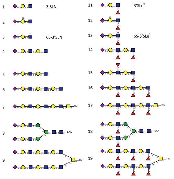 Glycan structures of influenza A viruses. Structures are shown for sialylated glycans present in the array in nonfucosylated (glycans 1–9) and fucosylated (glycans 11–19) forms and binding by hemagglutinins is shown in Figures 2 and 7. Glycans 1 and 11 correspond to 3′SLN (nonfucosylated glycan) and 3′SLeX (fucosylated form of 3′SLN), respectively. Similarly, glycans 3 and 13 correspond to 6-O-sulfo 3′SLN (6S-3′SLN) and 6-O-sulfo 3′SLeX (6S-3′SLeX), respectively. Blue squares, N-acetylglucosamin