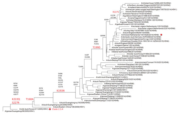 Phylogenetic analysis of influenza A virus clade 2.3.4.4 H5 proteins. A 362-aa full-length hemagglutinin (HA) sequence for H5 clade 2.3.4.4 was obtained from GenBank and the GISAID database (http://platform.gisaid.org). An HA protein tree was constructed by using the PHYLIP neighbor-joining algorithm (https://ugene.net/wiki/display/UUOUM/PHYLIP+Neighbor-Joining) and the F84 distance matrix. This tree was used to construct a guide tree with 52 HA sequences representing all branches of the tree. T