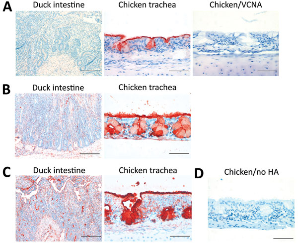 Histochemical analysis of binding of influenza A virus H5 proteins to avian tissues. A) Duck intestine and chicken trachea tissues stained with an antibody specific for 3′SLeX (anti-3′SLeX). Tissue sections treated with Vibrio cholerae neuraminidase (VCNA) before immunostaining were used as controls. Scale bars indicate 200 μm in left panel and 50 μm in center and right panels. B, C) Duck intestine and chicken trachea tissues incubated with H5 proteins H5N12.3.4 and H5N8 after precomplexing with