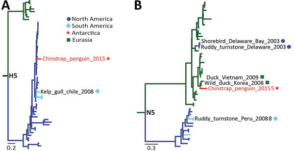Low pathogenicity avian influenza virus (AIV) (H5N5) found in Antarctic penguin. A) Phylogenetic analysis of the HA gene showing its relationship to H5 low pathogenicity North American lineage viruses. B) Phylogenic analysis of the NA gene showing its relationship to N5 viruses from Eurasia. Antarctic strains: red lines, stars; Eurasian strains: green lines, squares; North American strains: dark blue lines, circles; South American strains: light blue lines, diamonds. Sequences were selected from