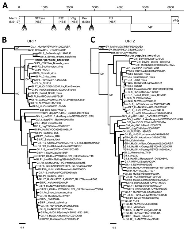 Genetic characterization of harbor porpoise norovirus. A) Genome organization of harbor porpoise norovirus. The putative cleavage sites are shown with arrowheads. B, C) Maximum-likelihood trees of the RNA-dependent RNA-polymerase (B) and ORF 2 (C) were inferred by PhyML 3.0 software (http://www.atgc-montpellier.fr/phyml/) by using the general time reversible nucleotide substitution model. Selected bootstrap values &gt;70 are depicted. Scale bars indicate nucleotide substitutions per site. NS, no