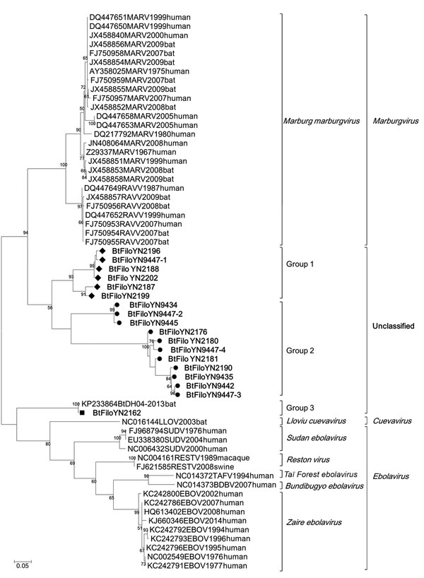 Phylogenetic analysis of filovirus isolates collected in study of genetically diverse filoviruses in Rousettus and Eonycteris spp. bats in China, compared with reference isolates. Analysis was based on a 310-bp segment of the filovirus L gene. Bootstrap values lower than 50 are not shown. The maximum-likelihood tree was constructed based on the 310-bp segment with 1,000 bootstrap replicates. The sequences obtained in this study are marked with a triangle (group 1), black dot (group 2), or rectan