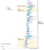 Thumbnail of Maximum-likelihood phylogenetic inference of complete viral protein 1 nucleotide sequences of norovirus GII.17 Kawasaki. The tree was constructed using MEGA6 (http://www.megasoftware.net) (Technical Appendix). The red asterisk denotes the reference sequence of GII.17 Kawasaki virus (Hu/GII/JP/2015/GII.P17_GII.17/Kawasaki308; GenBank accession no. LC037415). The tree is rooted to genotype GII.21 (not shown for clarity). Bootstrap values &gt;70 (percentage) are shown at nodes. Subline