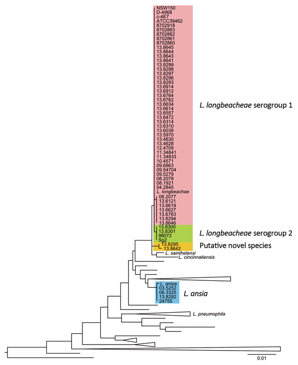 16S rRNA gene–based phylogenetic tree of the sequenced genomes and all the cultured and type Legionella spp. strains available in the ribosomal database project (http://rdp.cme.msu.edu/), as accessed in May 2015. Scale bar indicates the mean number of nucleotide substitutions per site.