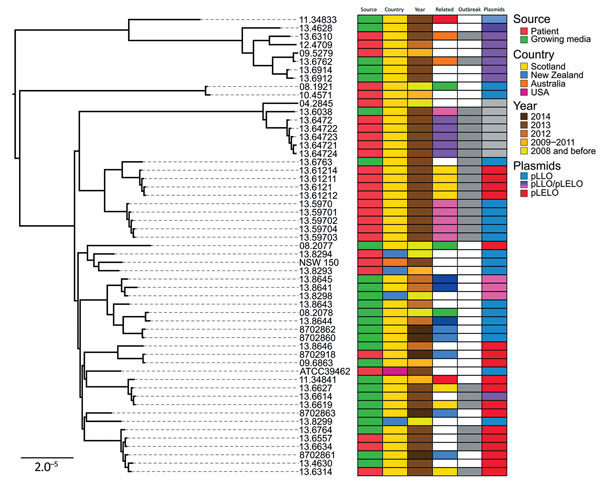 Core genome–based maximum-likelihood phylogeny of Legionella longbeachae serogroup 1 isolates corrected for recombination; source, country, year of isolation, relatedness and plasmid carriage are indicated. Related isolates are shown in the same color; those from the 2013 outbreak are indicated by gray. Isolates from the same patient are clustered together but do not co-segregate with cognate compost samples. Scale bar indicates the mean number of nucleotide substitutions per site.