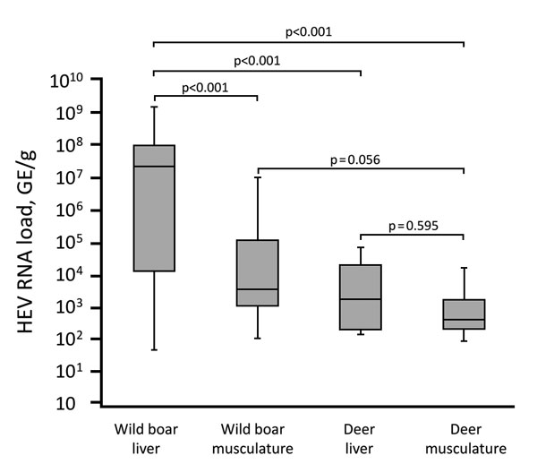 Box plot comparison of HEV RNA load in wild boar and deer specimens from Germany, 2013–2015. Boxes indicate first (bottom) and third quartile; horizontal line within boxes indicate median; error bars indicate minimum and maximum. p values for pairwise comparison of groups are shown. GE, genome equivalents; HEV, hepatitis E virus.