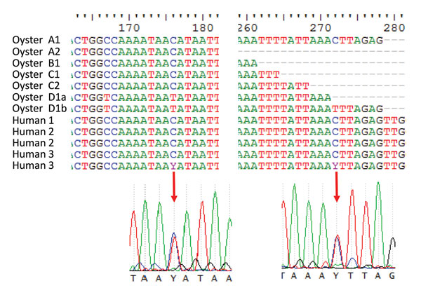 Alignment of capsid genes of noroviruses isolated from humans and oysters in Denmark, showing regions in which sequence differences were detected. The chromatograms show the mixed bases in human 3 sample 2. Two reverse transcription PCR products of different size were identified in oyster sample D1; however, no apparent sequence differences were identified in the 2 products (D1a and D1b). Human 1 submitted only 1 fecal sample.