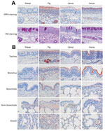 Thumbnail of Presence of MERS-CoV receptor DPP4 (IHC) and of mucosubstances (PAS) in upper and lower respiratory tract tissues from sheep, pigs, llamas, and horses. A) In the nose, DPP4 (red cytoplasmic or membrane staining) was present on the lining epithelium of pigs, llamas, and horses but not sheep. PAS staining (magenta) demonstrated more mucous cells in the lining epithelium of sheep and horses and a layer of mucus on the lining epithelium of the horses. B) DPP4 (red cytoplasmic or membran