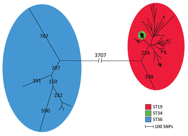 Maximum-parsimony tree of 288 human isolates and 78 linked food and veterinary isolates of Salmonella enterica serovar Typhimurium and its monophasic variants based on core-genome SNP analysis with the complete genome of Salmonella Typhimurium 14028S as the reference genome in an outbreak investigation of Salmonella Typhimurium and its monophasic variants, Denmark. Branches are labeled with number of SNP differences. Three ST groups are highlighted: ST19, ST34, and ST36. SNP, single-nucleotide p
