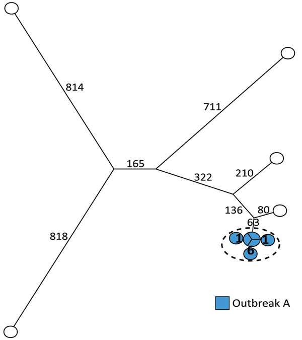 Maximum-parsimony tree of 11 human isolates of Salmonella enterica serovar Typhimurium ST36 based on core-genome SNP analysis with an internal de novo assembled ST36 genome as the reference genome in an outbreak investigation of Salmonella Typhimurium and its monophasic variants, Denmark. Branches are labeled with number of SNP differences. One outbreak (outbreak A) was included. Isolates highlighted in blue belong to outbreak A as previously defined by MLVA; isolates inside the dotted circle ar