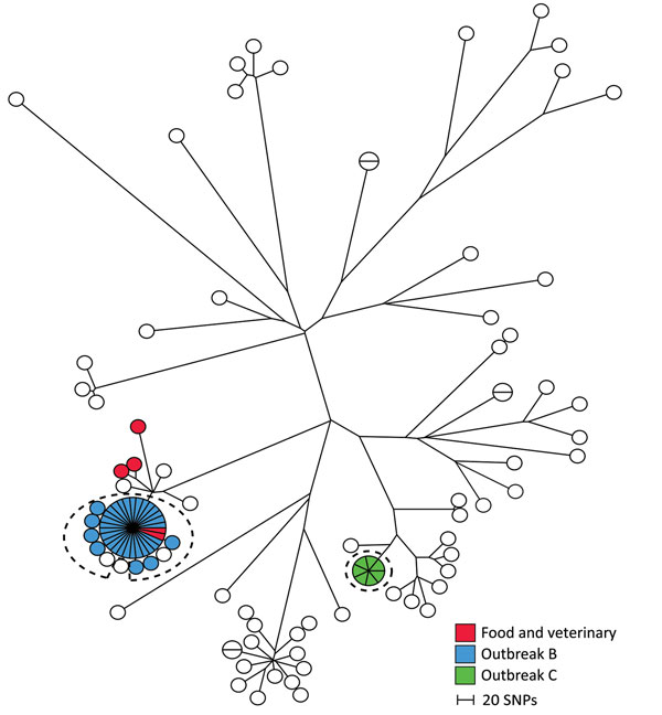 Maximum-parsimony tree of 98 human isolates and 5 linked food and veterinary isolates of Salmonella enterica serovar Typhimurium with mainly ST19 based on core-genome SNP analysis with an internal de novo assembled ST19 genome as the reference genome in an outbreak investigation of Salmonella Typhimurium and its monophasic variants, Denmark. Branch lengths correspond to number of SNPs. Isolates belonging to outbreaks B and C are as previously defined by MLVA. Isolate inside the dotted circles ar