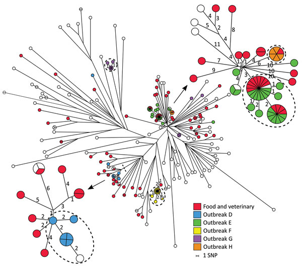 Maximum-parsimony tree of 169 human isolates and 73 linked food and veterinary isolates of Salmonella enterica serovar Typhimurium and the monophasic variants ST34 based on core-genome SNP analysis with an internal de novo assembled ST34 genome as the reference genome in an outbreak investigation of Salmonella Typhimurium and its monophasic variants, Denmark. Some branches are labeled with the number of SNP differences, and branch lengths correspond to the number of SNPs. Isolates belonging to o