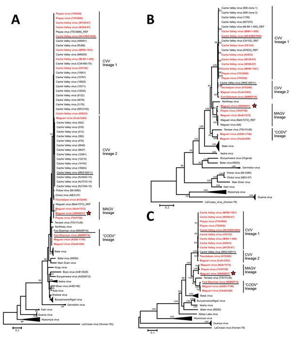 Phylogenetic relationship of MAGV-like isolate OBS6657 to other MAGV and CVV isolates and reference orthobunyaviruses. Maximum-likelihood trees (Jones, Taylor, and Thornton model, gamma-distributed) were constructed on the basis of the amino acid sequences of the nucleoprotein (A), glycoprotein (B), and polymerase (C). Bootstrap values based on 1,000 replicates are indicated for values &gt;60. Sequences generated in this study are shown in red bold. Human isolates within the CVV, MAGV, and Córdo