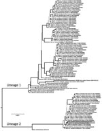 Thumbnail of Phylogeny of Cache Valley virus (CVV) isolates in mosquitoes collected in Blacksburg, Virginia, USA (GenBank accession nos. KX583998 and KX583999), and reference isolates. The tree was inferred from the medium RNA segment of the virus polyprotein gene and estimated by using mixed model partitioned Bayesian analysis. State, year, host, and GenBank accession number are listed for each isolate. Historical lineages (1 and 2) of CVV are indicated. Shading in lineage 2 indicates strains i