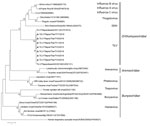 Thumbnail of Phylogenetic analysis of the nucleotide sequences of RNA polymerase of TiLVs from Thailand (triangles) and reference viruses of the families Orthomyxoviridae, Arenaviridae, and Bunyaviridae. Genus and family groups are indicated; GenBank accession numbers are provided for reference viruses. The phylogenetic tree was constructed by using MEGA 6.0 (10) and applying a neighbor-joining bootstrap analysis (1,000 replications) with the Poisson model and gamma distribution. Human respirato