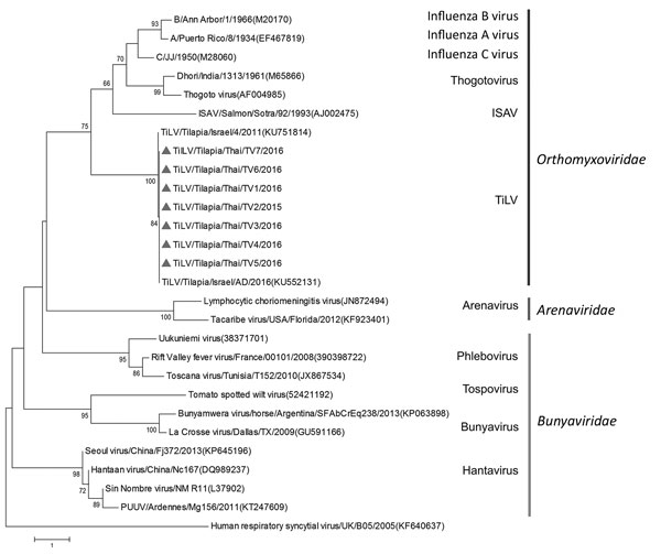 Phylogenetic analysis of the nucleotide sequences of RNA polymerase of TiLVs from Thailand (triangles) and reference viruses of the families Orthomyxoviridae, Arenaviridae, and Bunyaviridae. Genus and family groups are indicated; GenBank accession numbers are provided for reference viruses. The phylogenetic tree was constructed by using MEGA 6.0 (10) and applying a neighbor-joining bootstrap analysis (1,000 replications) with the Poisson model and gamma distribution. Human respiratory syncytial 