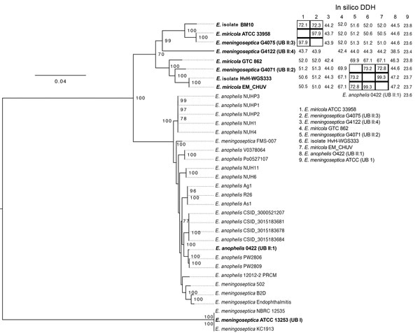 Phylogenetic tree of Elizabethkingia isolate from a patient with hospital-acquired septic arthritis in Copenhagen, Denmark 2015 compared with reference strains and in silico DNA-DNA hybridization (DDH). Tree was produced by using the Elizabethkingia core genome from all publicly available Elizabethkingia. Bootstrapping support was implemented by running 100 replicates, with values &gt;70% indicated on branches. Initial species identification followed by NCBI isolate name is indicated in the tree