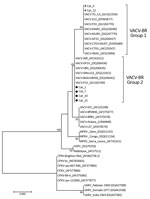 Thumbnail of Phylogenetic tree constructed based on nucleotide sequences of orthopoxvirus A56R (hemagglutinin) genes detected in serum samples of 6 house cats house cats with neutralizing antibodies for vaccinia virus, Belo Horizonte, Brazil, September 2012–December 2014. The tree was constructed with A56R gene sequences by using the neighbor-joining method with 1,000 bootstrap replicates and the Tamura 3-parameter model in MEGA7 (http://www.megasoftware.net). Asterisks indicate group 1 vaccinia